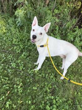 Rescue Pit Bull Terrier Dogs for Adoption in Binghamton, New York - Coconut | PetCurious