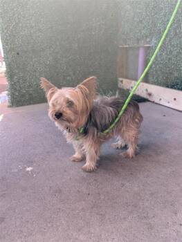 61600337 -  Yorkshire Terrier and Mixed Breed Dog for Adoption in El Paso, Texas - 61600337 | PetCurious