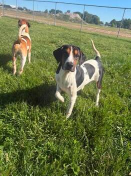 The Cereal Isle boys -  Beagle Dog for Adoption in Brownstown, Indiana - The Cereal Isle Boys | PetCurious