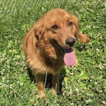 Rayne -  Golden Retriever Dog for Adoption in Philadelphia, Pennsylvania - Rayne | PetCurious