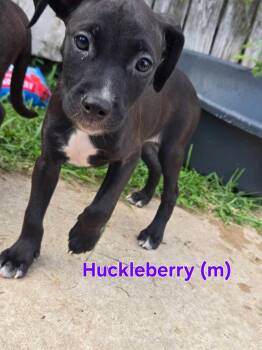 Huckleberry -  Mixed Breed Dog for Adoption in Union Grove, Wisconsin - Huckleberry | PetCurious