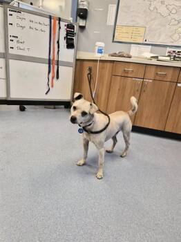 Chihuahua and Mixed Breed Dogs Available for Adoption in San Jose, California - WINSTON | PetCurious