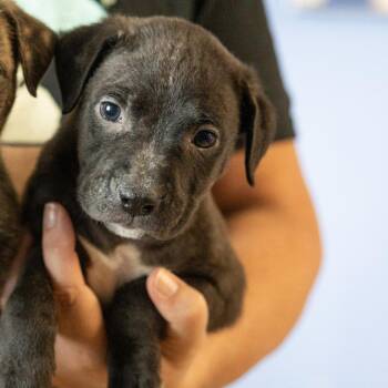 Ned -  Mixed Breed Dog for Adoption in Cape Girardeau, Missouri - Ned | PetCurious