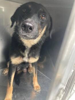 ANGEL -  Mixed Breed Dog for Adoption in Dallas, Texas - ANGEL | PetCurious