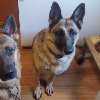 Ruby -  German Shepherd Dog Dog for Adoption in Chicago, Illinois - Ruby | PetCurious