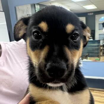 Dixie -  German Shepherd Dog Dog for Adoption in Austell, Georgia - Dixie | PetCurious