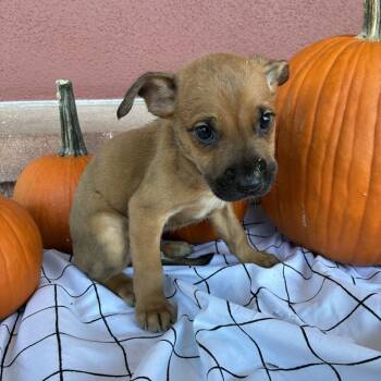 Rescue German Shepherd Dog Dogs for Adoption in San Antonio, Texas - Odett | PetCurious