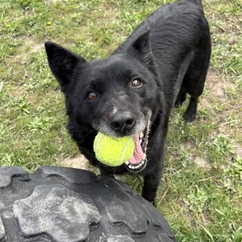 Mixed Breed Dogs Available for Adoption in Moscow, Idaho - Lua | PetCurious