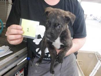 Pit Bull Terrier and Mixed Breed Dogs Available for Adoption in Oroville, California - MR DARCY | PetCurious