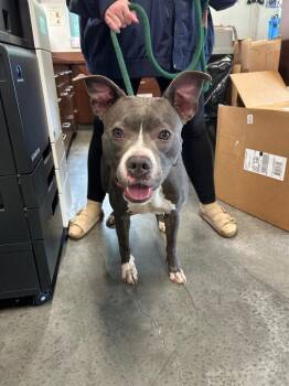 Brina -  Pit Bull Terrier Dog for Adoption in Gautier, Mississippi - Brina | PetCurious
