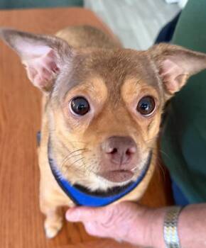 Chihuahua Dogs Available for Adoption in Effingham, Illinois - Bella | PetCurious