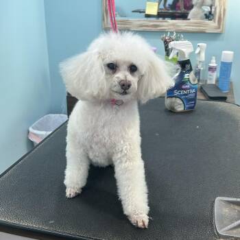 Poodle Dogs Available for Adoption in Fosters, Alabama - TRINKET | PetCurious
