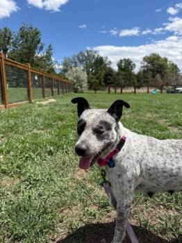 Alabaster -  Cattle Dog and Mixed Breed Dog for Adoption in Fort Collins, Colorado - Alabaster | PetCurious