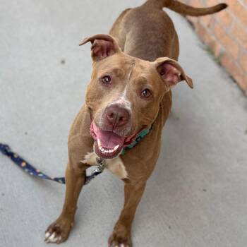 Simone -  Mixed Breed Dog for Adoption in Dearborn, Michigan - Simone | PetCurious