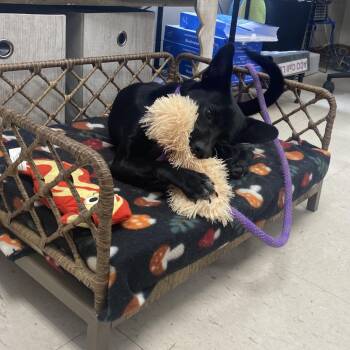 Dante -  Chihuahua and Mixed Breed Dog for Adoption in Jacksboro, Tennessee - Dante | PetCurious