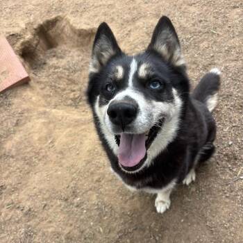 Sky -  Husky Dog for Adoption in Santa Monica, California - Sky | PetCurious