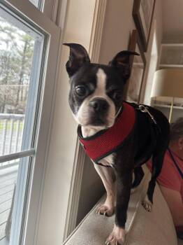 Rescue Boston Terrier Dogs for Adoption in New York, New York - Hades | PetCurious