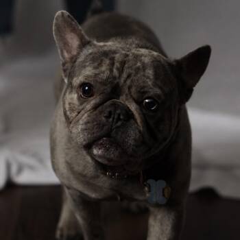 Bleu -  French Bulldog Dog for Adoption in Eustis, Florida - Bleu | PetCurious