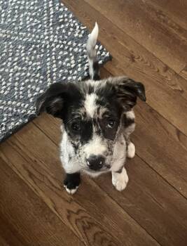 Australian Shepherd and Mixed Breed Dogs Available for Adoption in Union Grove, Wisconsin - Hallie | PetCurious