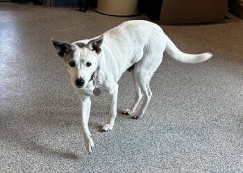 Rescue Jack Russell Terrier Dogs for Adoption in Bartlesville, Oklahoma - Daisy | PetCurious