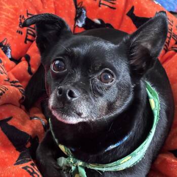 Monty -  Chihuahua Dog for Adoption - Monty | PetCurious