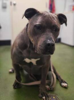 Rescue Pit Bull Terrier Dogs for Adoption in Fruit Heights, Utah - Sue | PetCurious