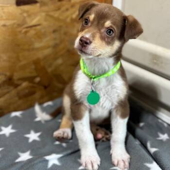 Mixed Breed Dogs Available for Adoption - Fire | PetCurious