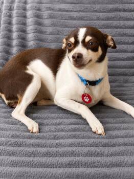 Hensley (f) -  Chihuahua Dog for Adoption in Nashville, Tennessee - Hensley (f) | PetCurious