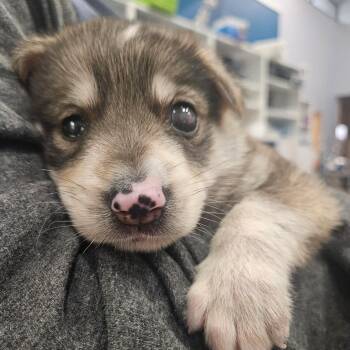 Rescue German Shepherd Dog and Mixed Breed Dogs for Adoption in Detroit, Michigan - Emeril | PetCurious
