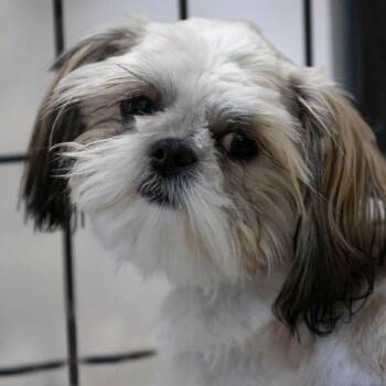 Shih Tzu Dogs Available for Adoption - Franklin (F26-55) | PetCurious