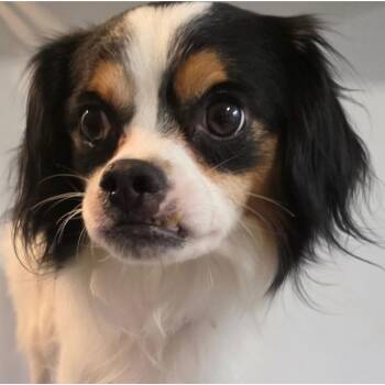 Pan Dulce -  Cavalier King Charles Spaniel Dog for Adoption in New York, New York - Pan Dulce | PetCurious