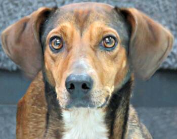 Rescue Hound Dogs for Adoption in Lexington, Virginia - Nicki | PetCurious