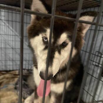 Sir Puff -  Siberian Husky Dog for Adoption in Port Charlotte, Florida - Sir Puff | PetCurious