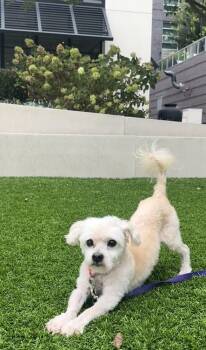 Stevie -  Poodle Dog for Adoption in Wake Forest, North Carolina - Stevie | PetCurious