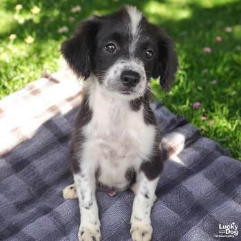 Border Collie Dogs Available for Adoption - Kenji | PetCurious