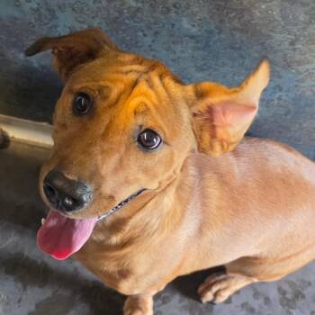 Stanley -  Basset Hound and Labrador Retriever Dog for Adoption in Grinnell, Iowa - Stanley | PetCurious