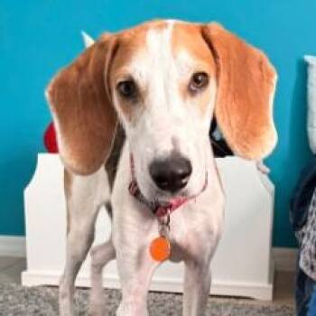Monty -  Hound Dog for Adoption in Inverness, Florida - Monty | PetCurious