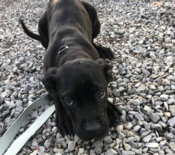 Mixed Breed Dogs Available for Adoption in West Chester, Pennsylvania - Heiress | PetCurious