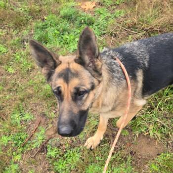 Rescue German Shepherd Dog Dogs for Adoption in Oakville, Washington - Gretchen | PetCurious