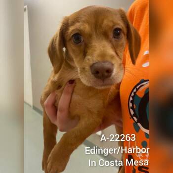 WAGS-Stray-22263 -  Chihuahua and Dachshund Dog for Adoption in Westminster, California - WAGS-Stray-22263 | PetCurious