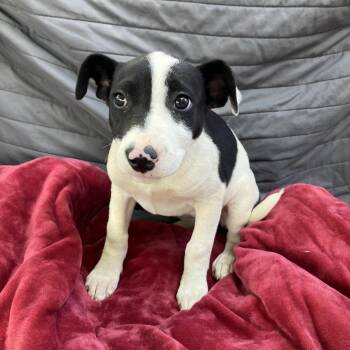 Mixed Breed Dogs Available for Adoption in Pulaski, Tennessee - TNGC-Stray-1192 | PetCurious