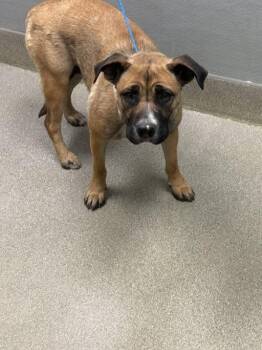 Pit Bull Terrier and Mixed Breed Dogs Available for Adoption in Las Vegas, Nevada - CHUPA | PetCurious