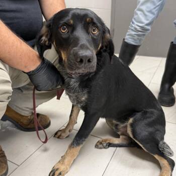 Mush -  Bluetick Coonhound Dog for Adoption in Lufkin, Texas - Mush | PetCurious