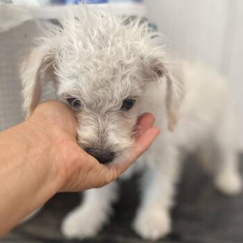 Softie -  Poodle Dog for Adoption in Escondido, California - Softie | PetCurious
