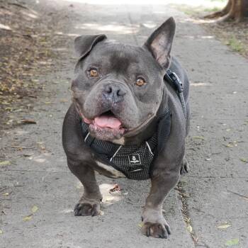 English Bulldog and Mixed Breed Dogs Available for Adoption in Richmond, California - DALLAS | PetCurious