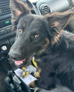 Kelly -  German Shepherd Dog and Border Collie Dog for Adoption in Carson City, Nevada - Kelly | PetCurious