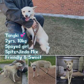 Tongki -  Jindo and Mixed Breed Dog for Adoption in Bend, Oregon - Tongki | PetCurious
