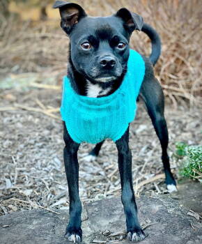 Rescue Rat Terrier and Chihuahua Dogs for Adoption in Atlanta, Georgia - Elton (VA) | PetCurious