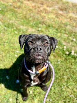 Pit Bull Terrier Dogs Available for Adoption in New Bern, North Carolina - Violet | PetCurious