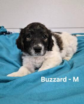Buzzard -  Great Pyrenees Dog for Adoption in Hillside, Illinois - Buzzard | PetCurious